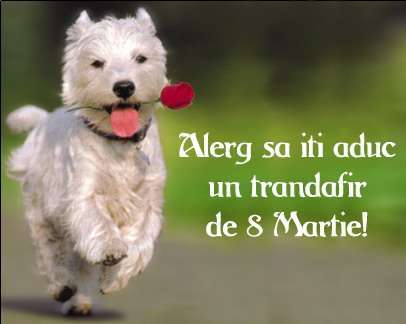 8_martie_ziua_femeii